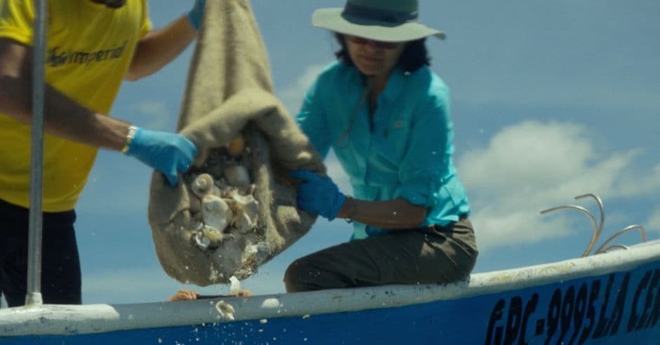 (Video) Documental muestra devastador impacto de extracción masiva de conchas marinas en Costa Rica